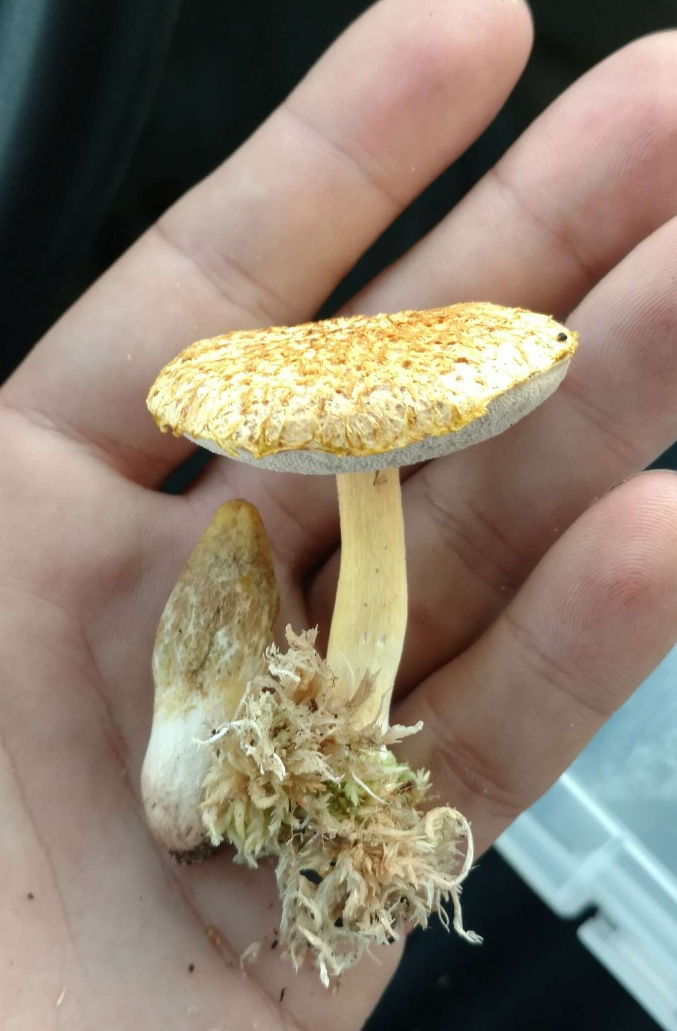 Слика од Veloporphyrellus