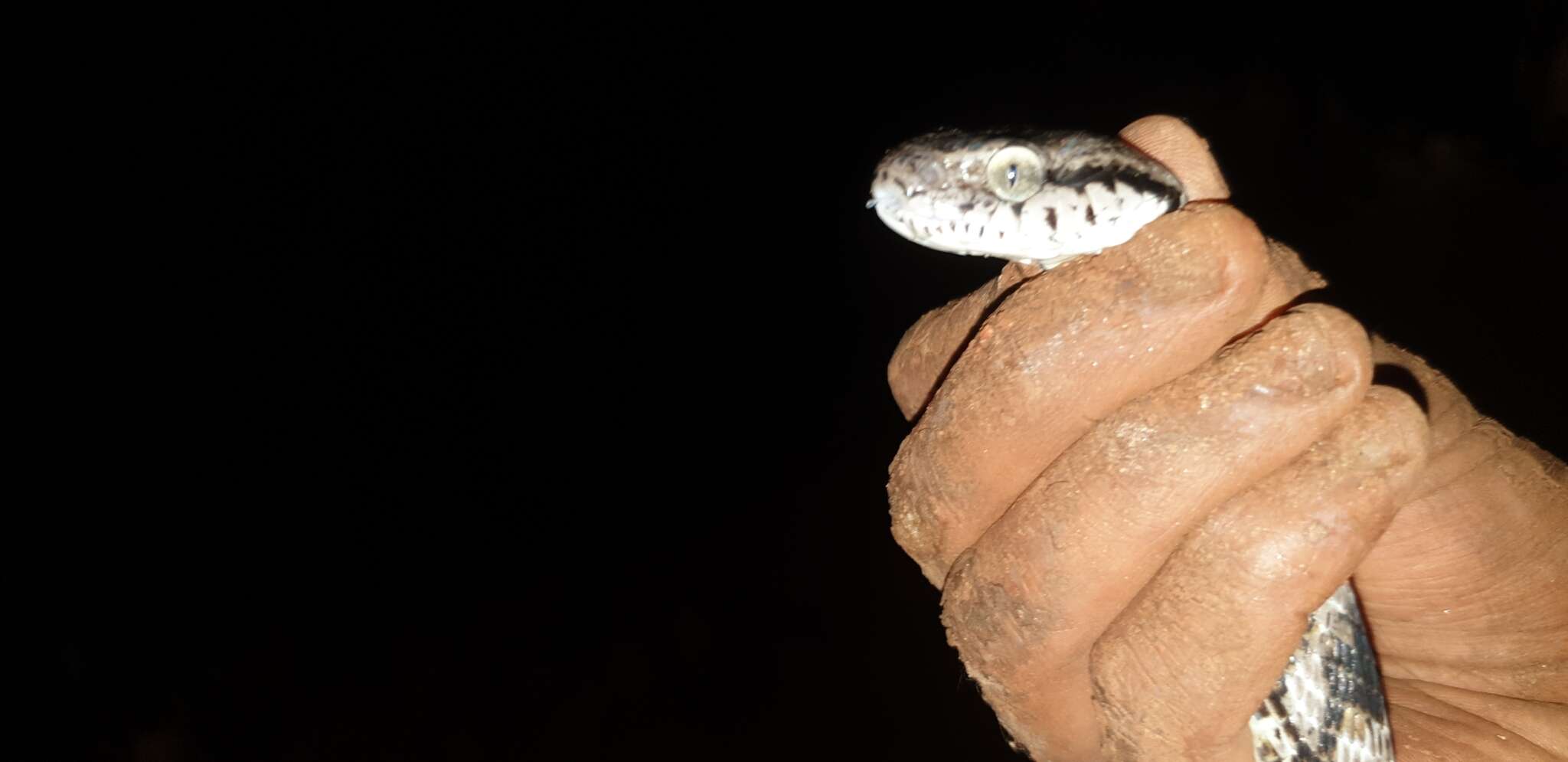 Image of Forsten's Cat Snake