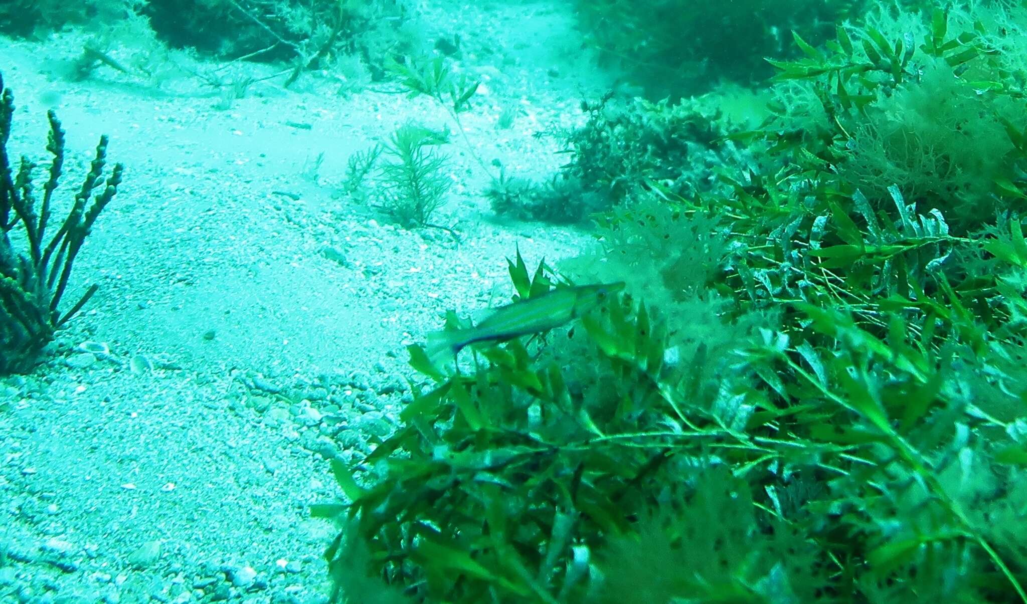 Image of Sharp-nose rockwhiting