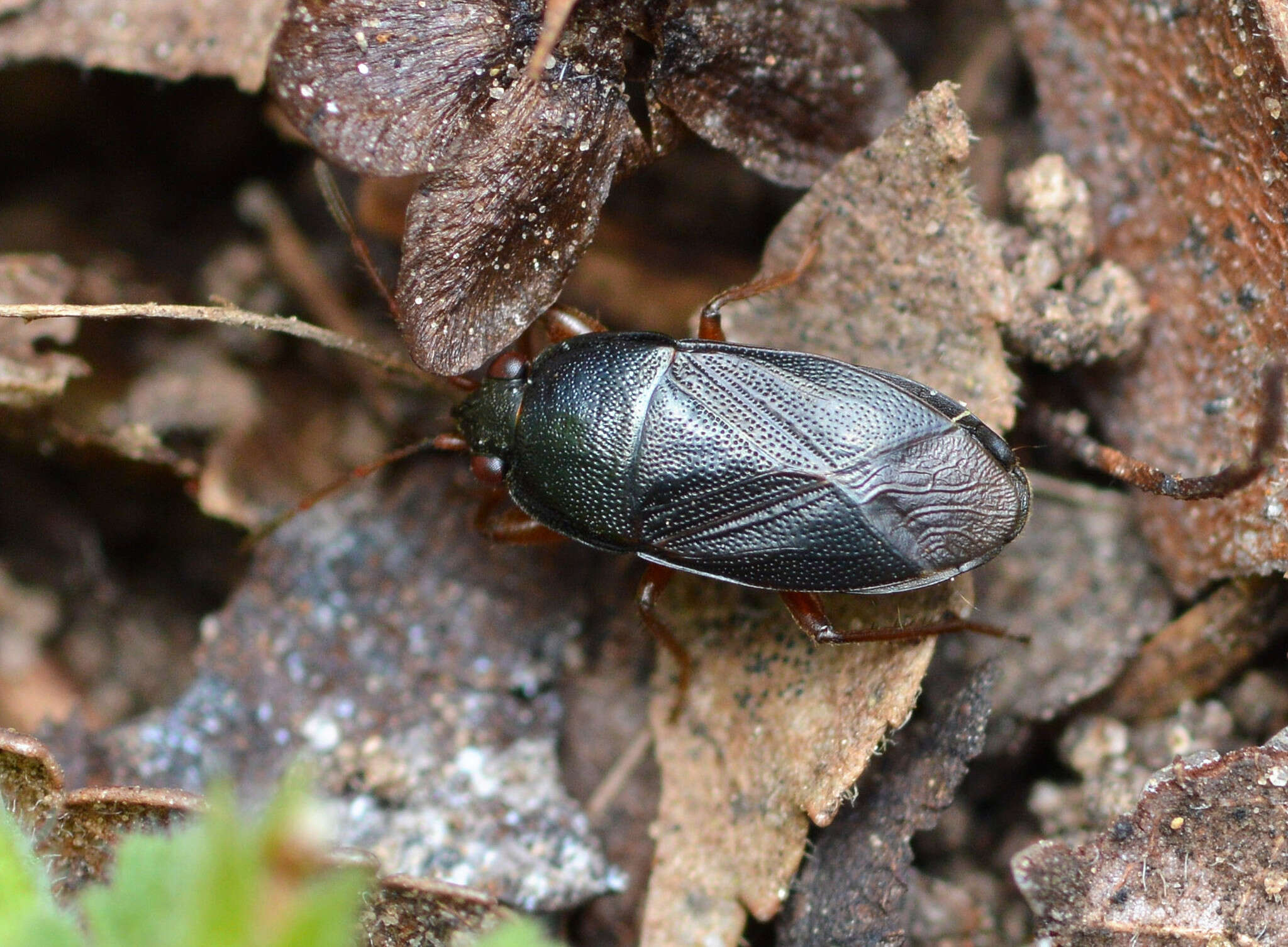 Image of Delochilocoris illuminatus (Distant 1893)