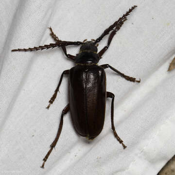 Image of California Root Borer