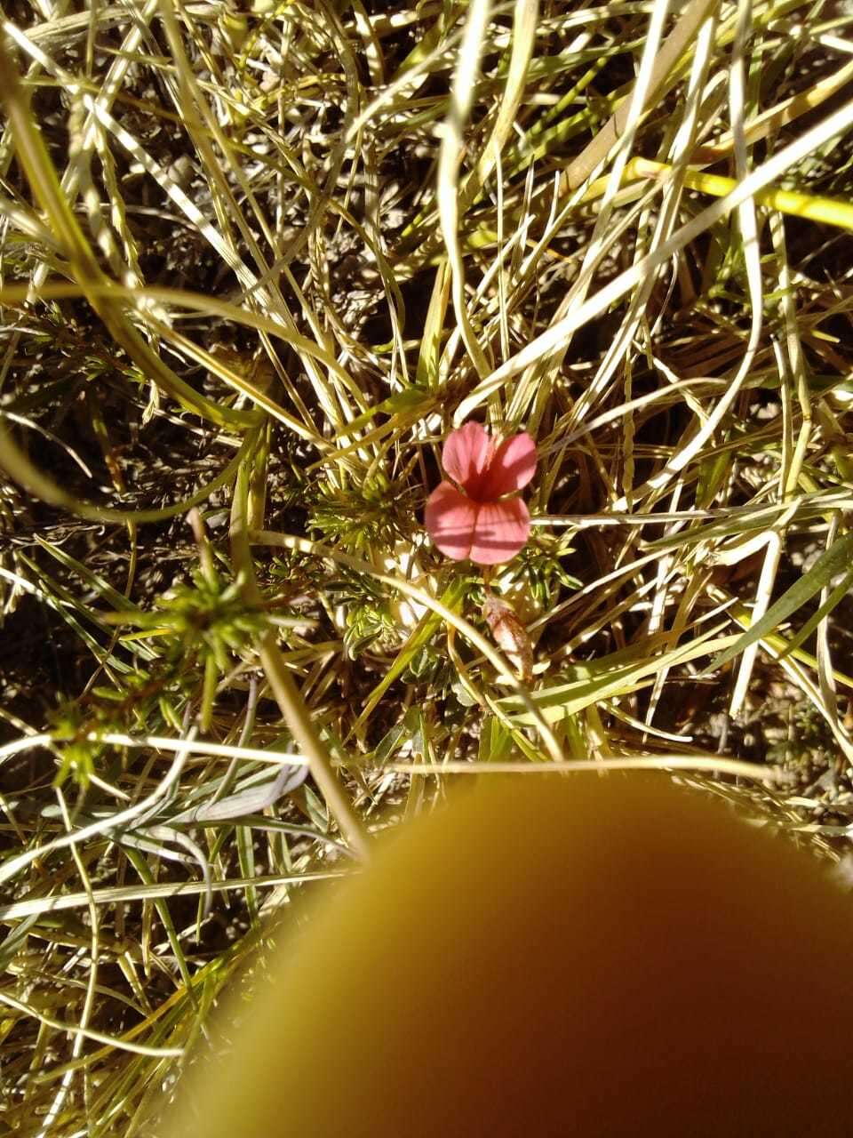 Слика од Indigofera microcarpa Desv.