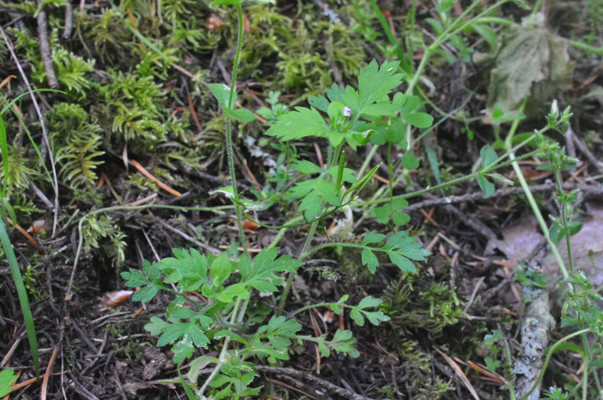 Image of variableleaf collomia