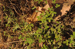 Image of showy pigeonpea