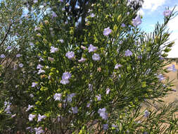 صورة Eremophila gibsonii F. Muell.