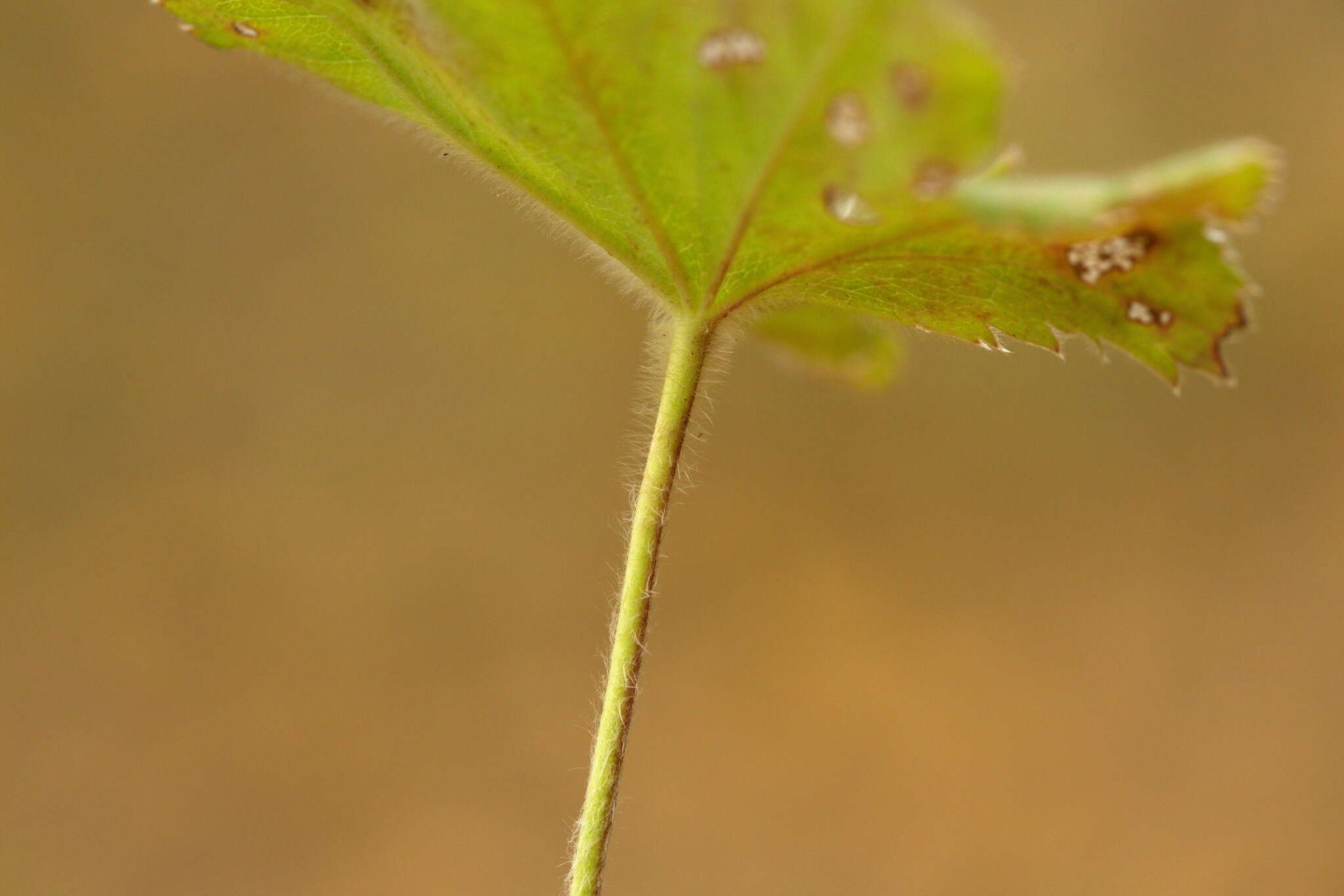 Image of Alchemilla sarmatica Juz.