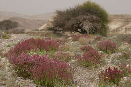 Rumex cyprius Murb. resmi