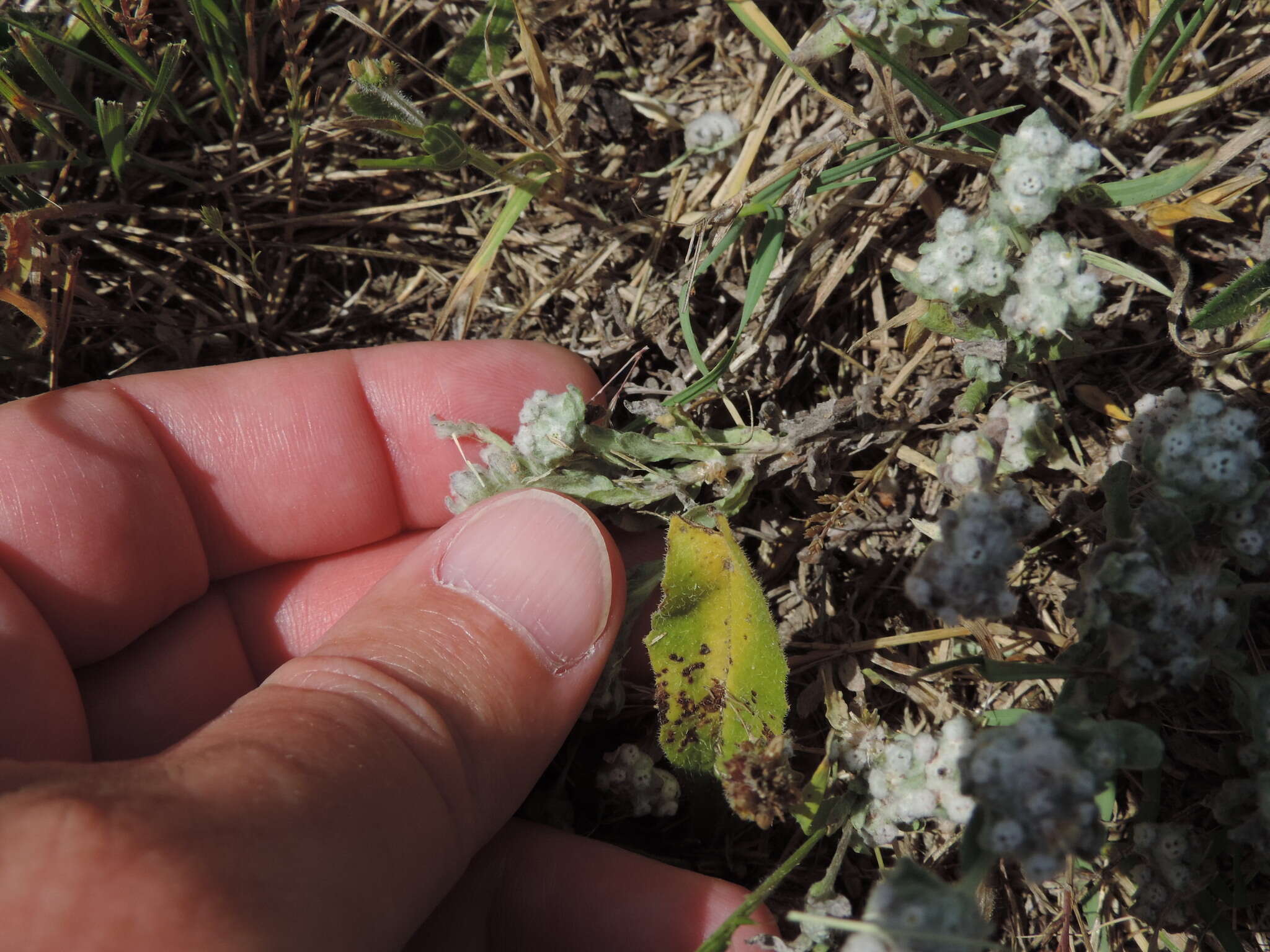 Image of spring pygmycudweed