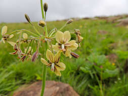 Image of Variable stork's-bill