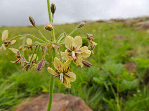 Imagem de Pelargonium luridum (Andr.) Sweet