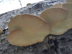 Image of Turkey Tail