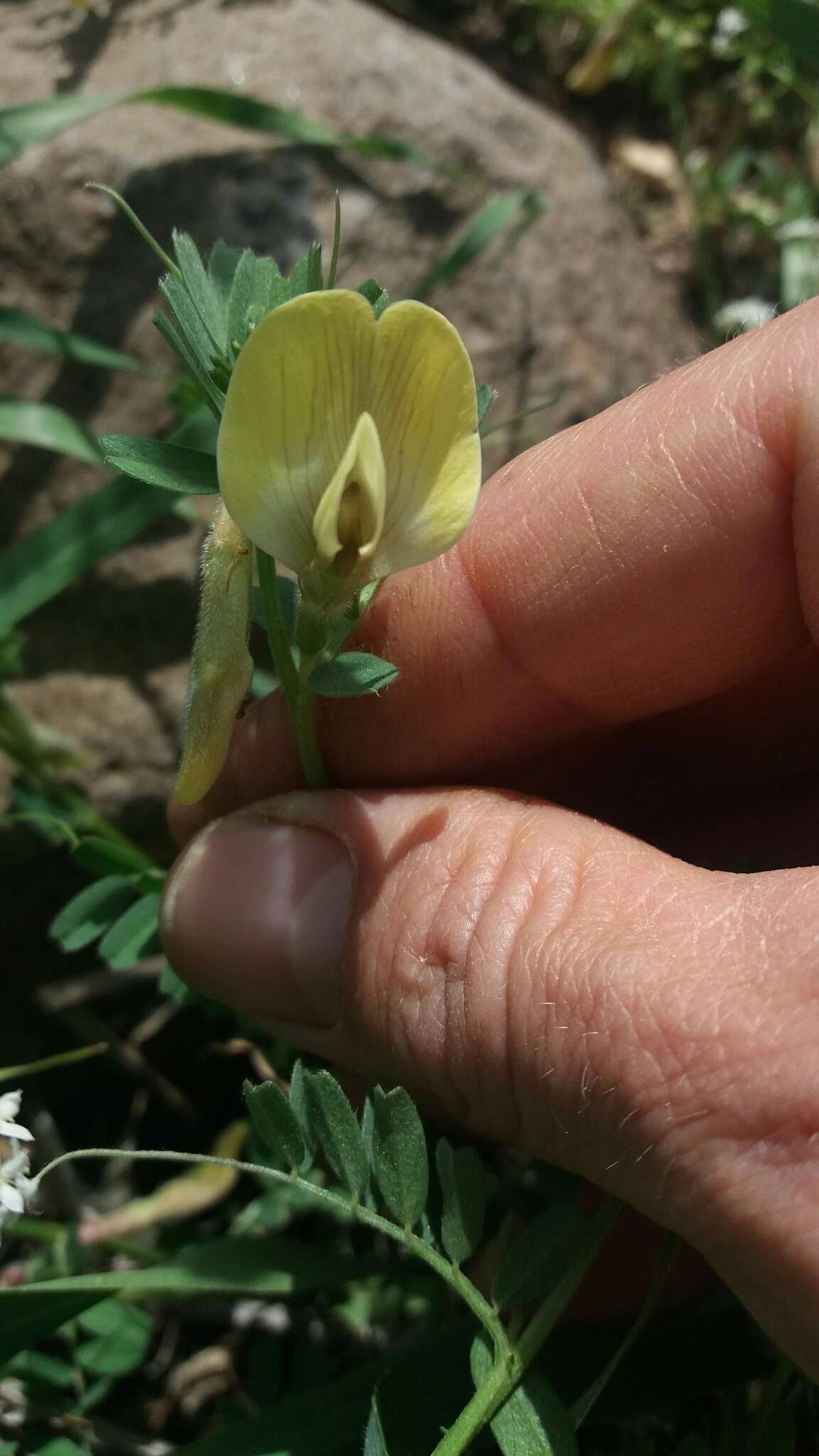 Imagem de Vicia hybrida L.