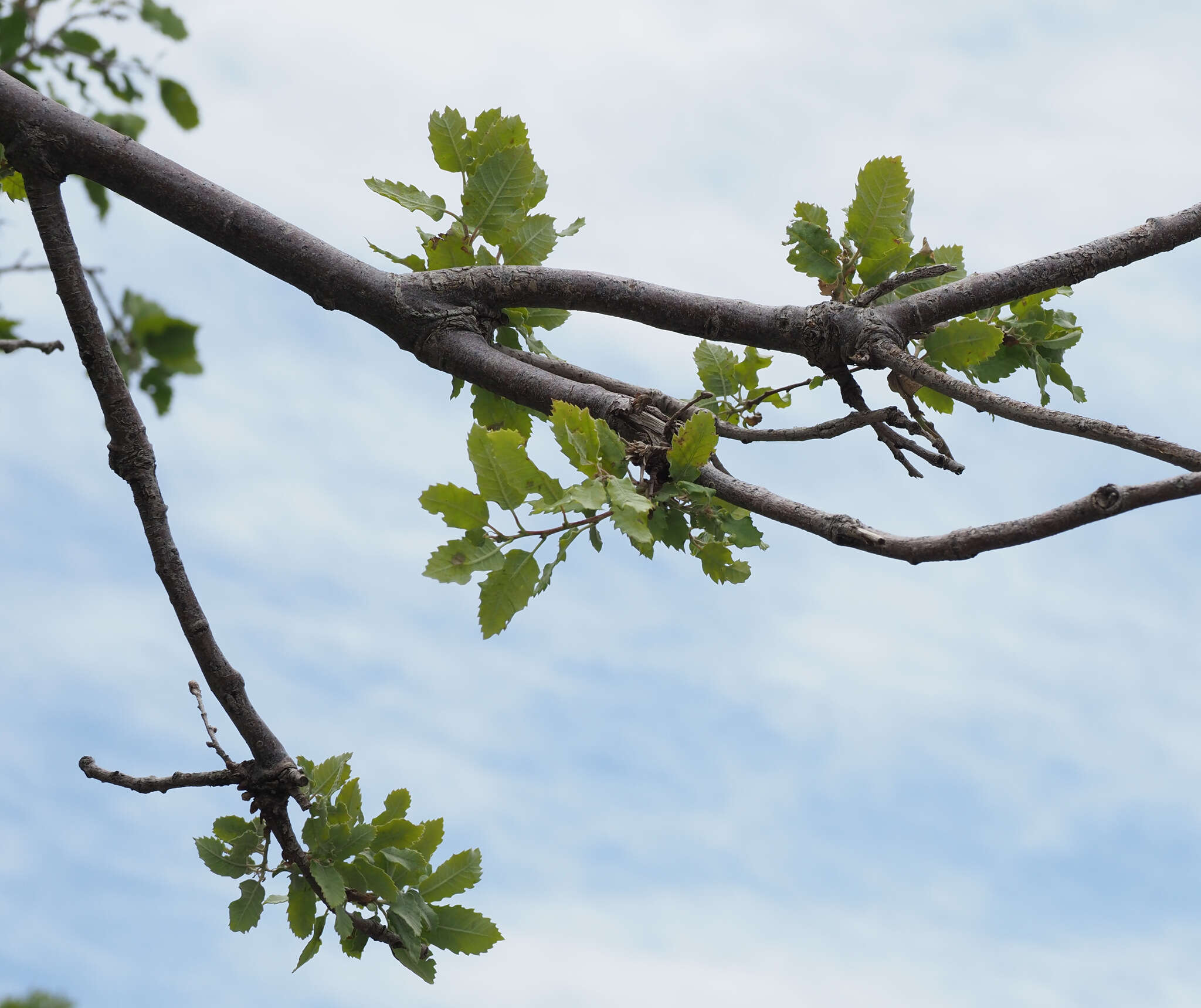 Image of Quercus infectoria subsp. veneris (A. Kern.) Meikle