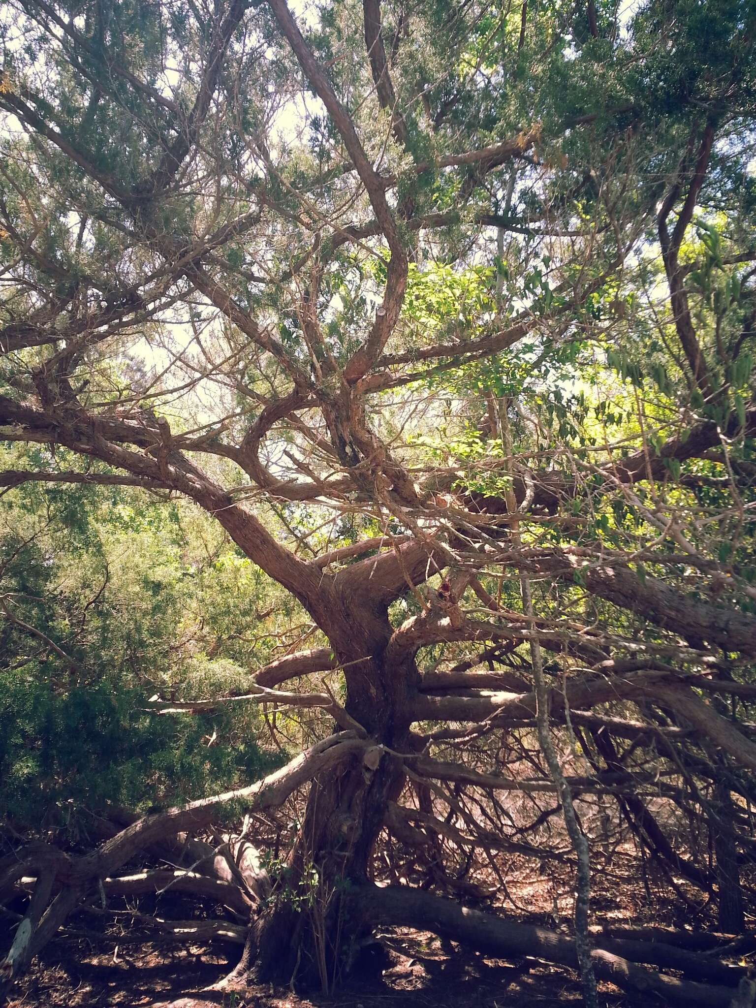 Слика од Juniperus virginiana var. silicicola (Small) E. Murray