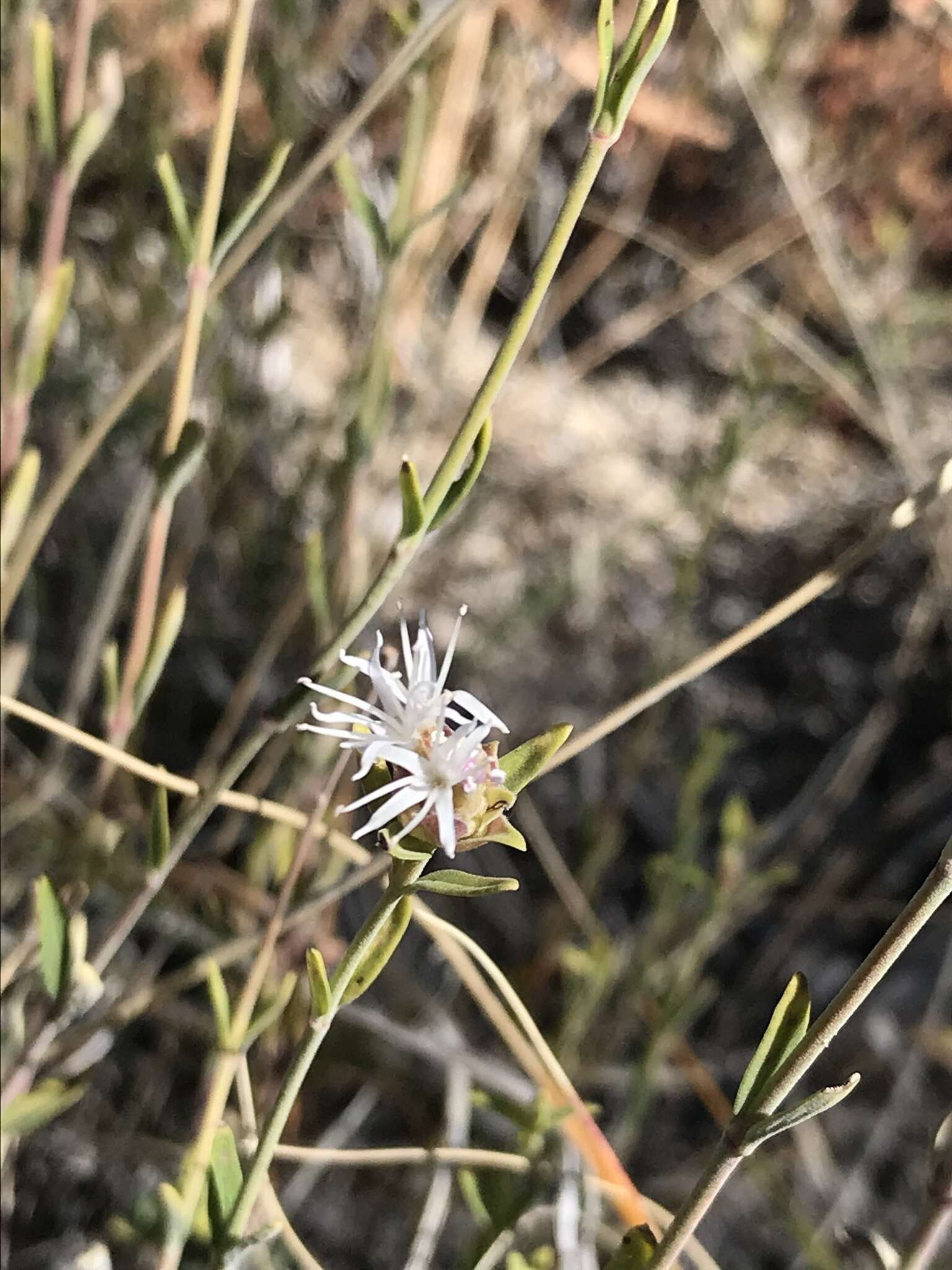 Image of flaxleaf monardella