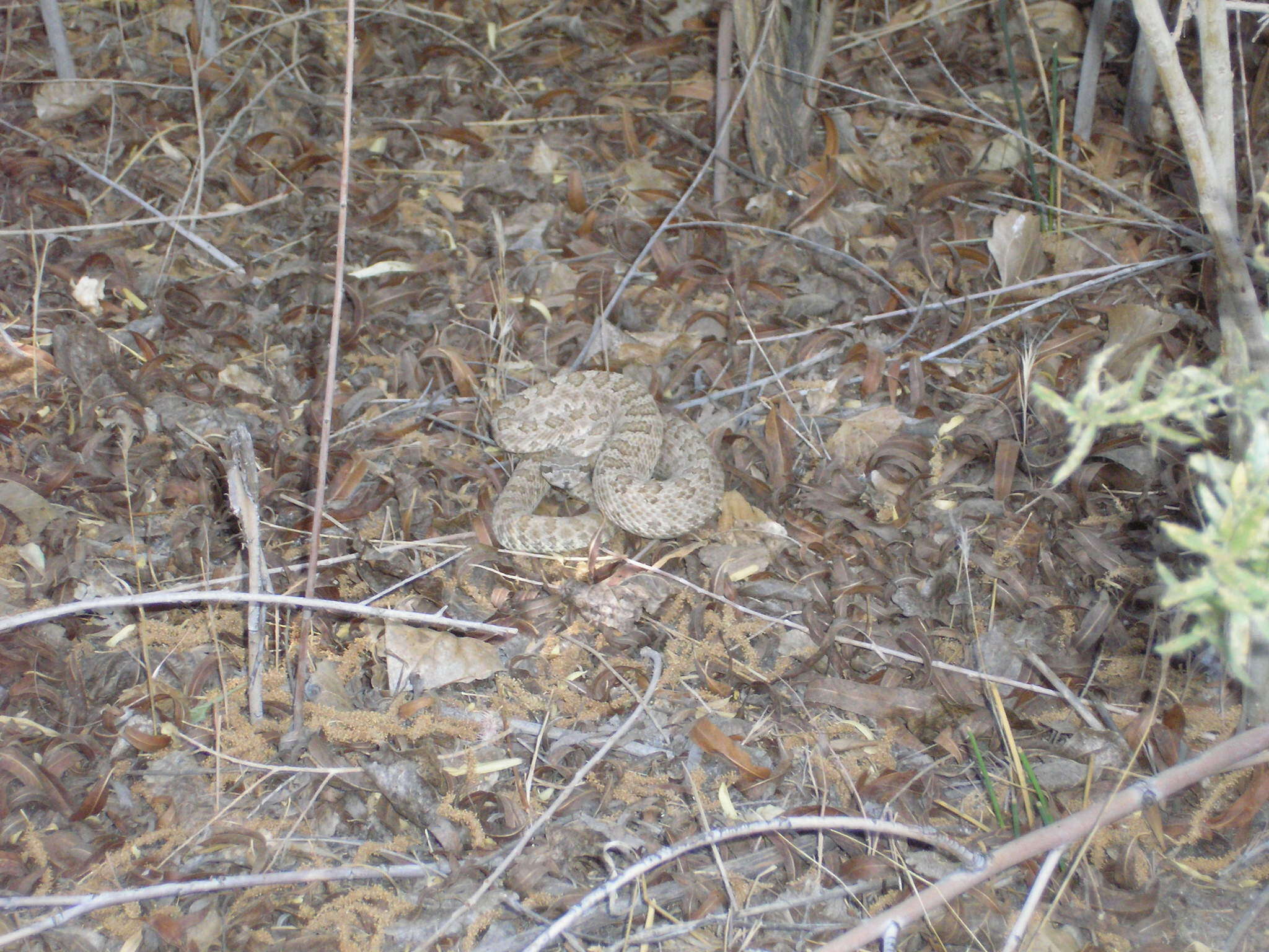 Image of Northern Pacific Rattlesnake