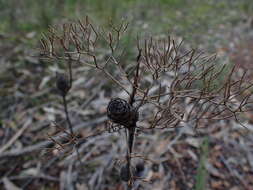 Image of Petrophile sessilis Sieber ex Schult.