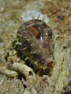 Image of Walker's Cowry