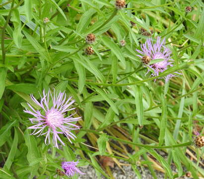 Image of Centaurea decipiens Thuill.