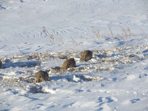 Image of Daurian Partridge