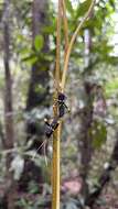 صورة Moronopelios flavoantennatus Brailovsky & Barrera 2016