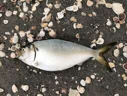 Image of Yellowfin menhaden