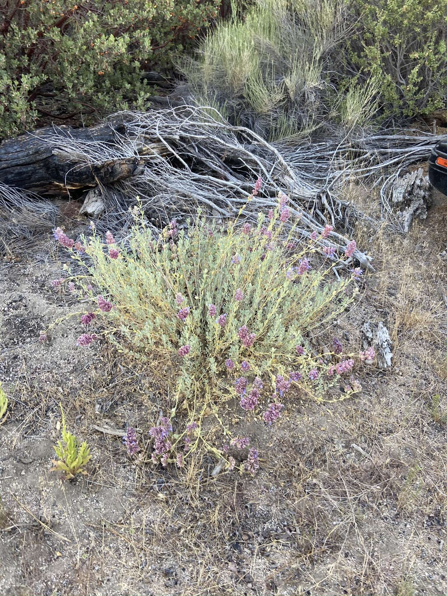 Sivun Salvia pachyphylla subsp. meridionalis R. M. Taylor kuva