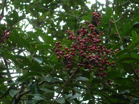 Image of Mosquitoxylum