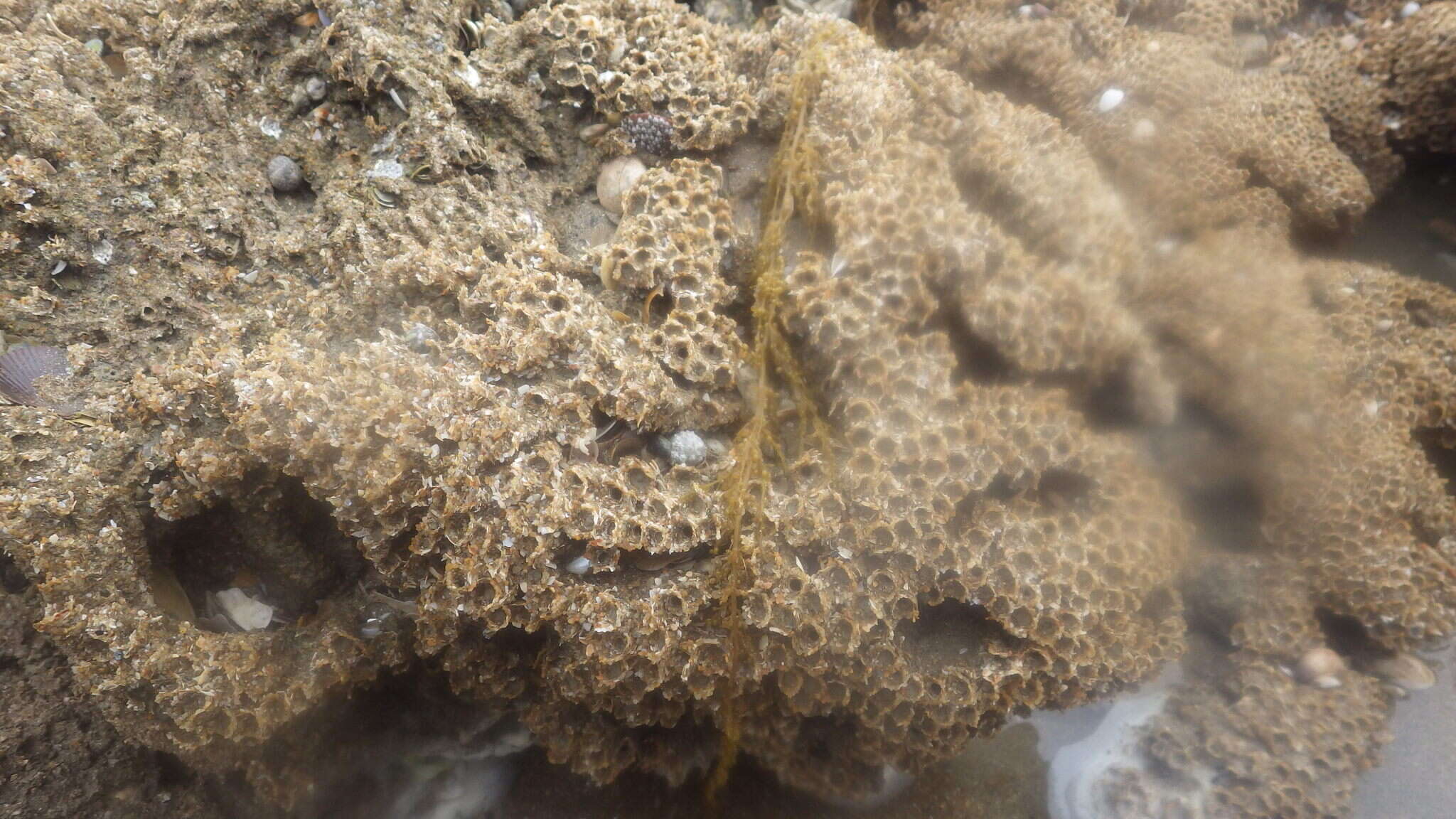 Image of honeycomb worm