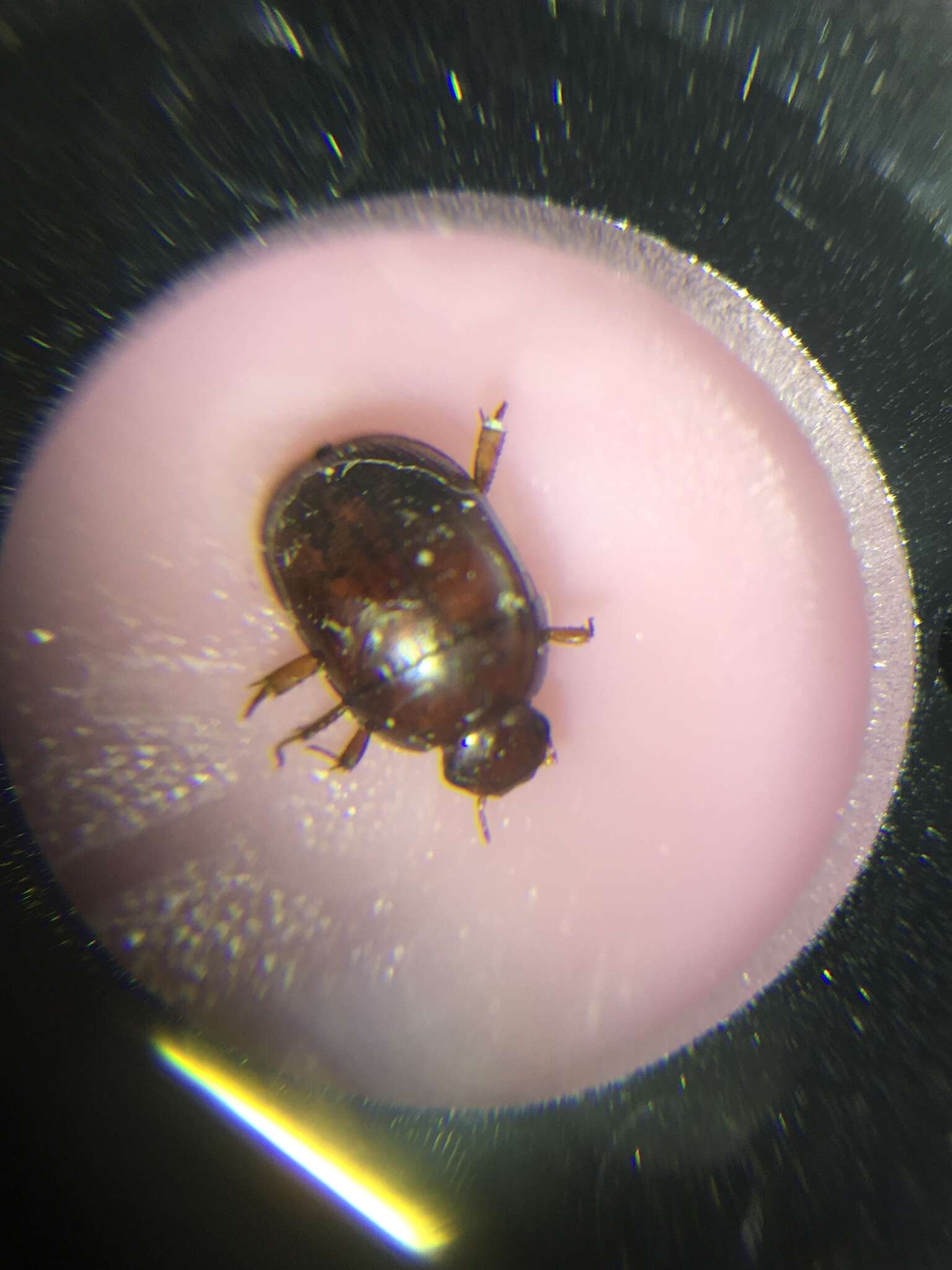 Image of Water scavenger beetle