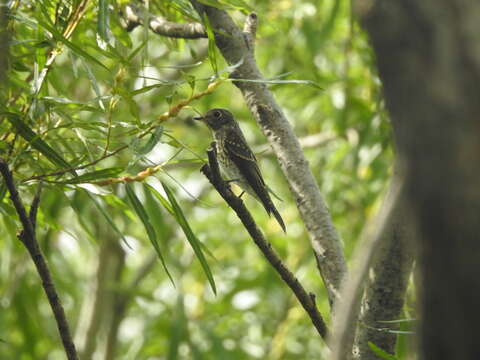 Image of Muscicapa sibirica sibirica Gmelin & JF 1789