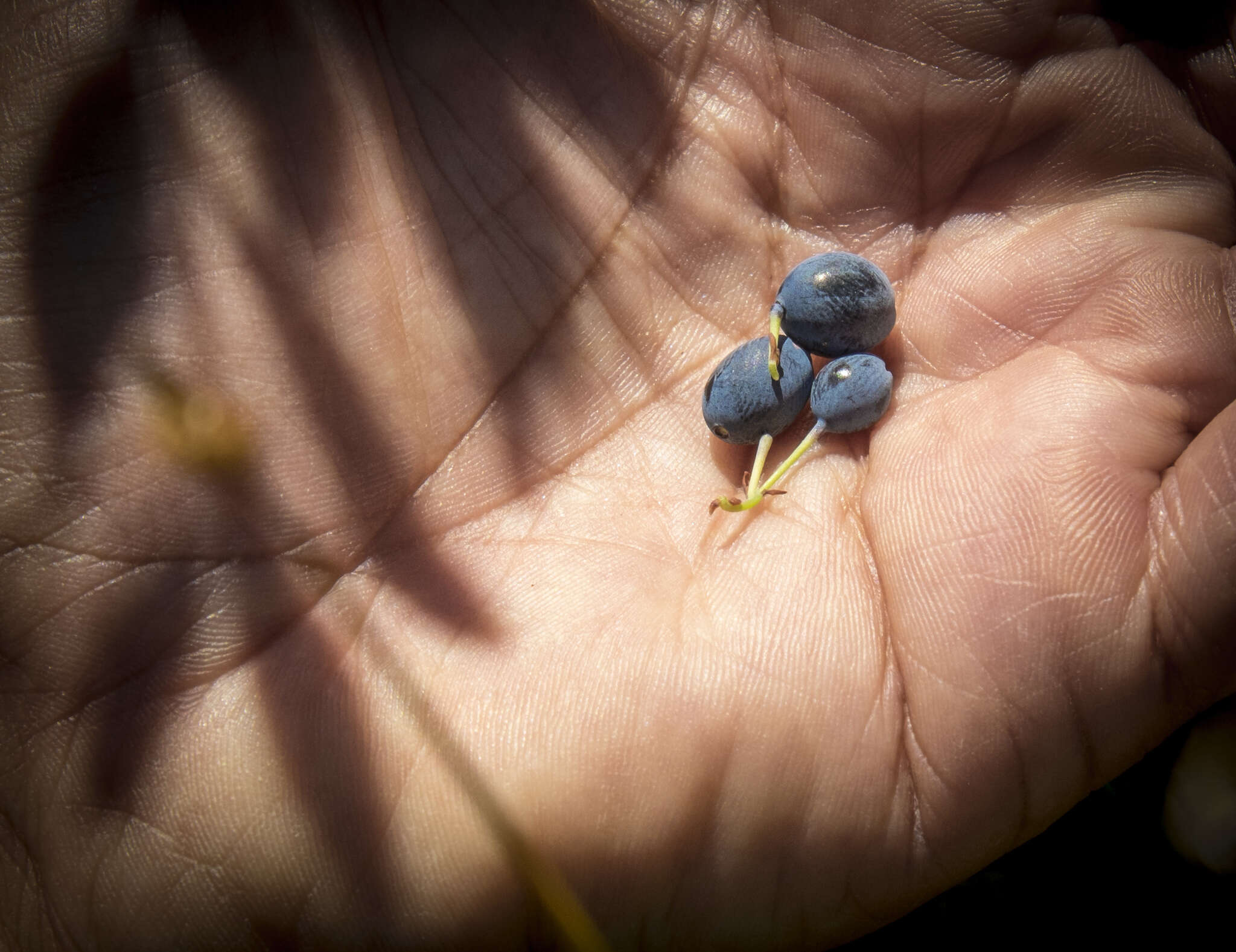 Image of alpine bilberry