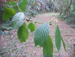 Image of Siparuna brasiliensis (Spreng.) A. DC.