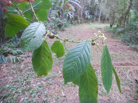 Image of Siparuna brasiliensis (Spreng.) A. DC.