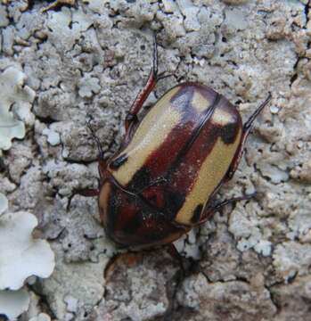 Image de Chondrorrhina picturata (Harold 1878)