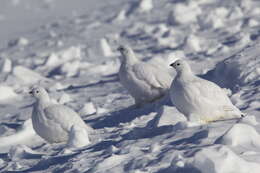 Image of Willow Grouse and Red Grouse