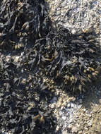 Image de Fucus distichus