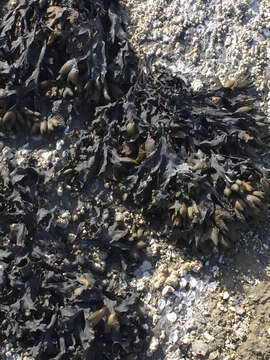 Image of Fucus distichus