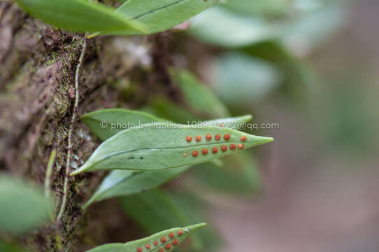 Image de Lemmaphyllum rostratum (Bedd.) Tag.