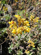 Image of Calceolaria integrifolia Murr.