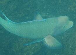 Image of Mexican hogfish