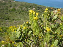 Image of Pteronia uncinata DC.