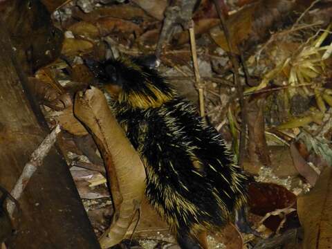 Image of streaked tenrecs