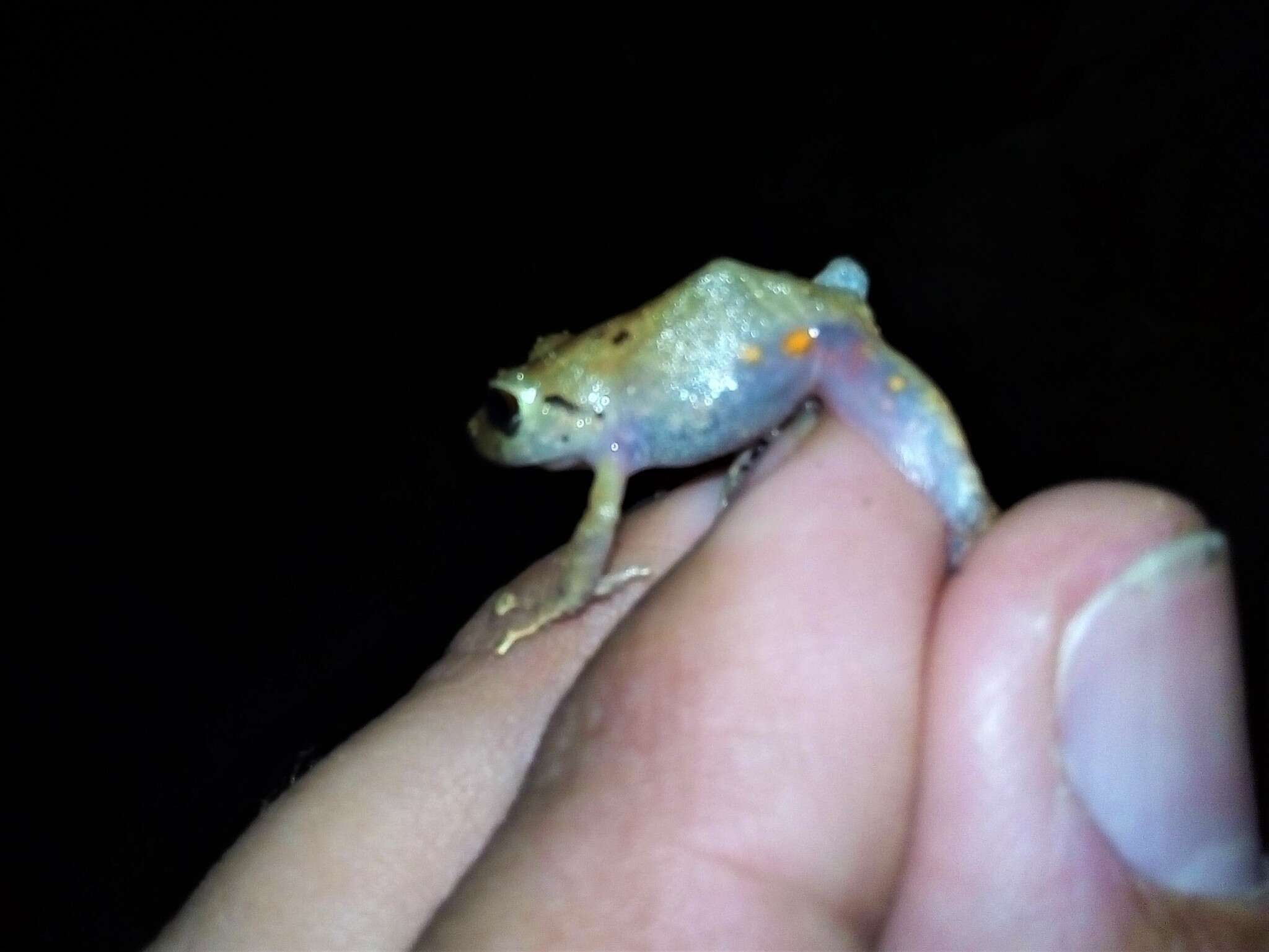 Image of Pristimantis viejas (Lynch & Rueda-Almonacid 1999)