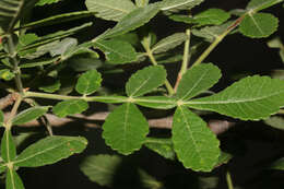 Image de Bursera tomentosa (Jacq.) Triana & Planch.