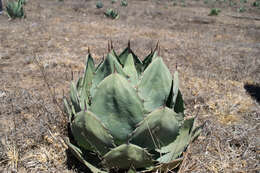 Image of Agave shrevei subsp. shrevei