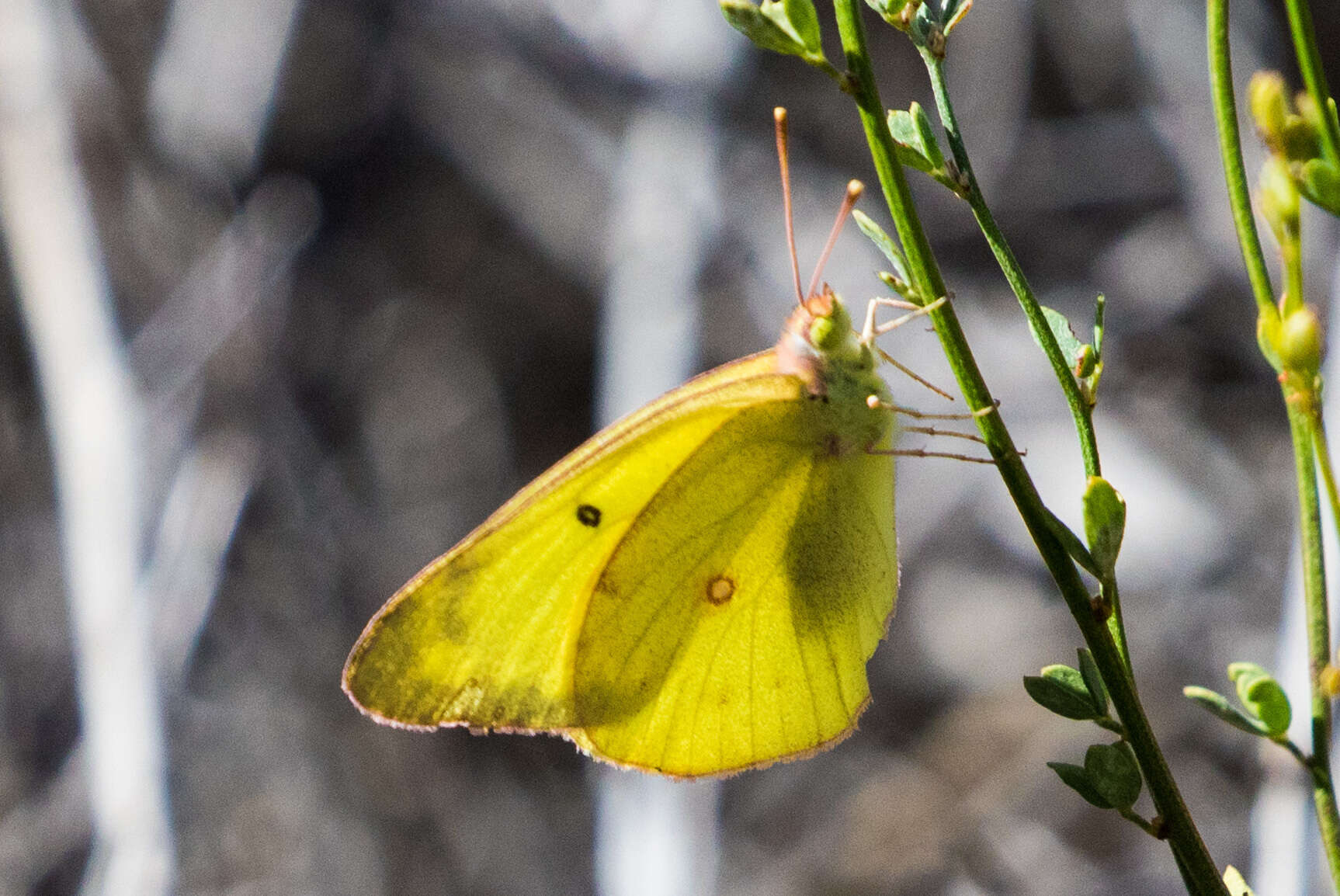 Image of Harford's Sulphur