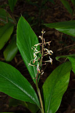 Image of Alpinia maclurei Merr.