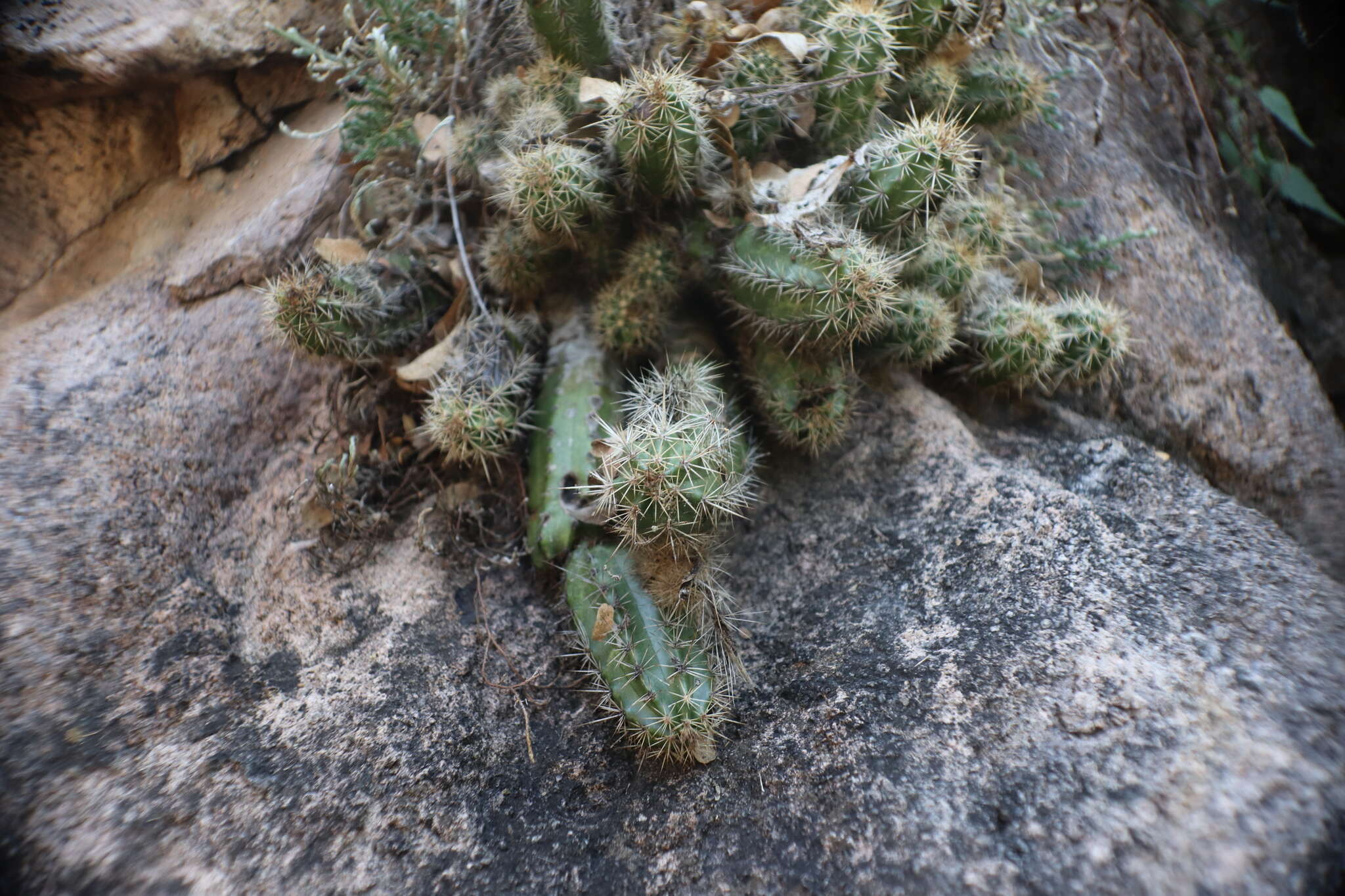 Image of Echinocereus salm-dyckianus Scheer