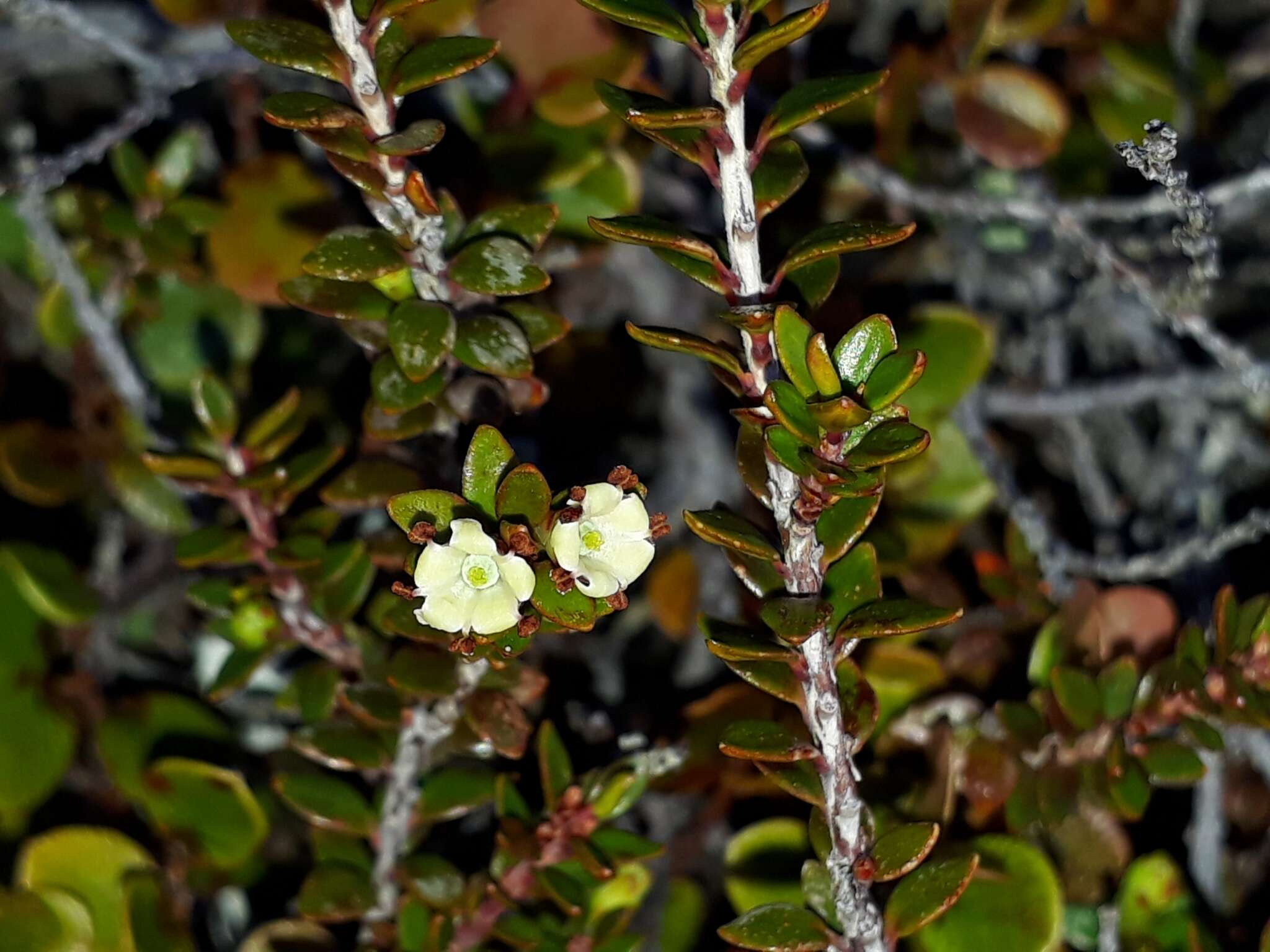 Imagem de Epacris alpina Hook. fil.